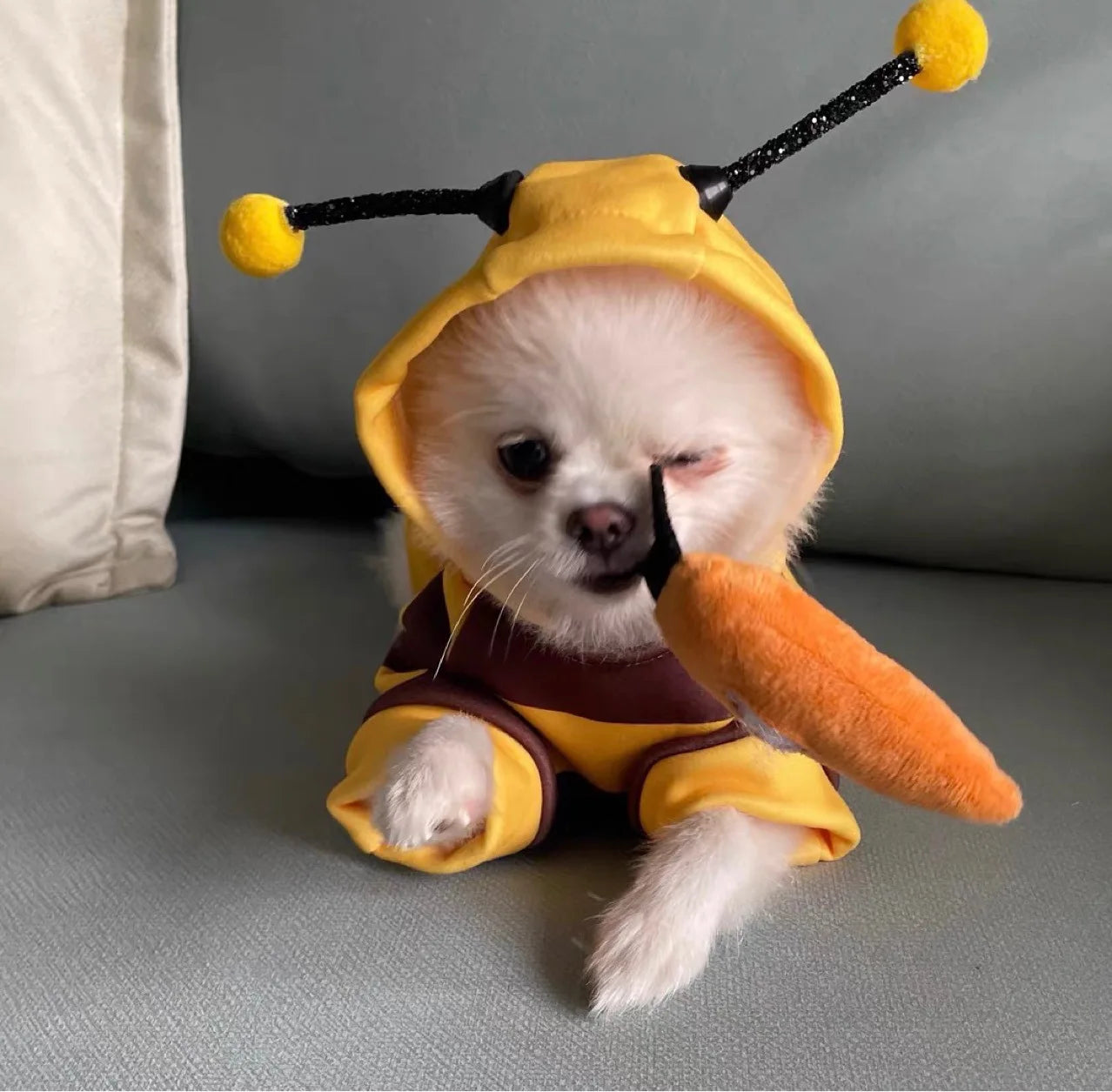 Adorable Halloween Doggy Bee Costume