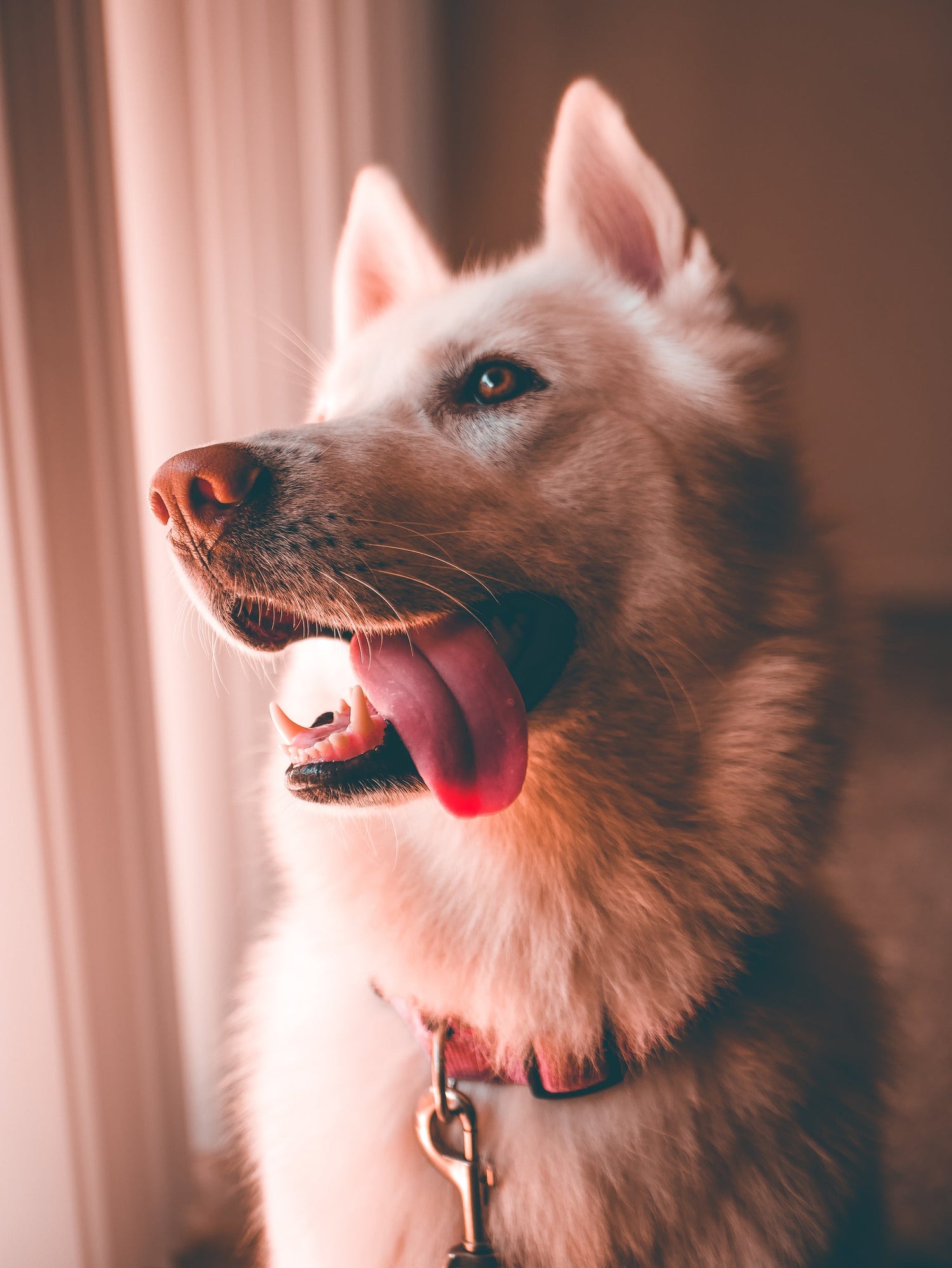 Dog Toys & Supplies